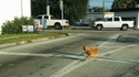 Pourquoi la poule traverse la route?