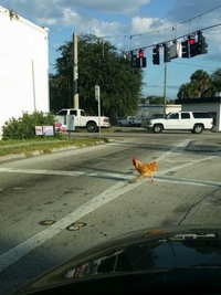 Pourquoi la poule traverse la route?