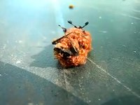Reine des abeilles contre des fourmis