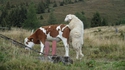 Amours contre-nature