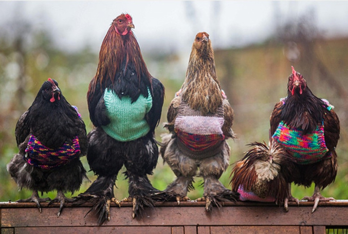Si toi aussi tu veux acheter un pull à ta poule, renseigne toi sur cet article:
http://buzzly.fr/poule-pull-laine-tricot.html