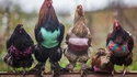 Poule-over
