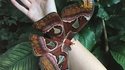 Coucou, tu veux voir mon gros papillon ?