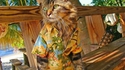 Chat en vacances (Hawaï ?)