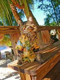 Chat en vacances (Hawaï ?)