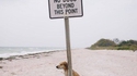Un chien rebelle