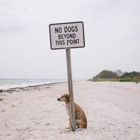 Un chien rebelle