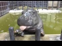 Jeune hippopotame
