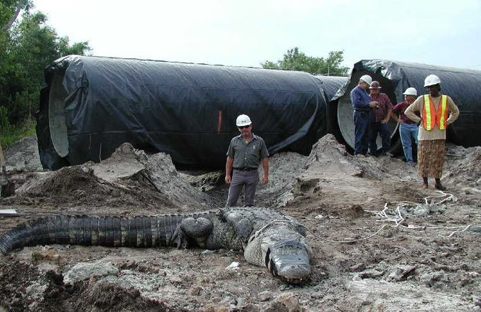 Un énorme alligator capturé.