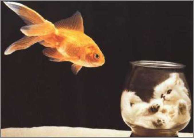 Un chat dans un bocal et un poisson dans les airs.
