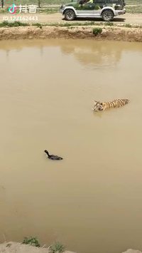 Attaque foudroyante d'un tigre
