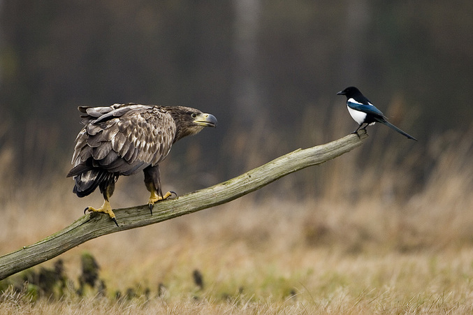 Un combat de regard intense entre deux oiseaux.
