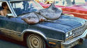 Pêche en voiture