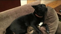 Comme chien et chat 27