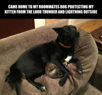 Comme chien et chat 27