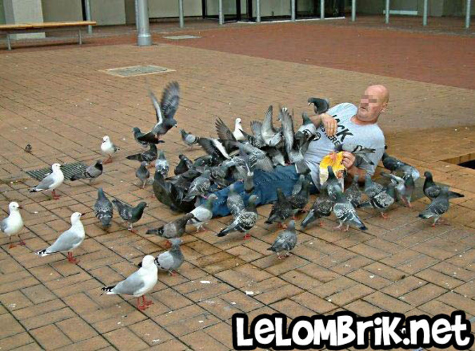 Un homme qui est tombé est recouvert de pigeons.