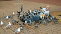 Owned by pigeons