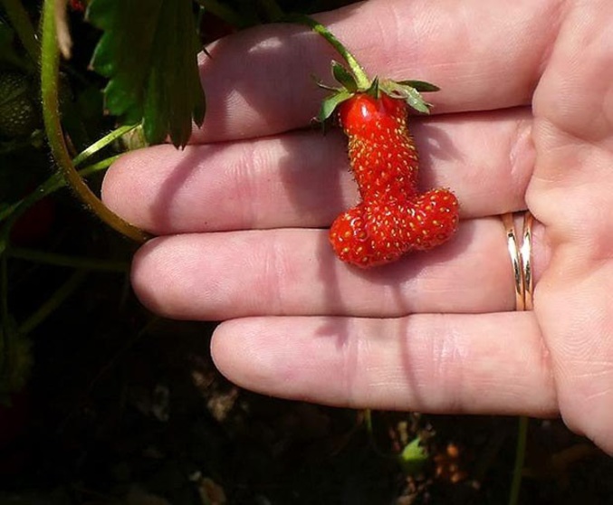Un fruit qui a le goût des capotes à la fraise.