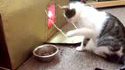 Chat évolué