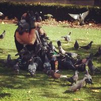 Un moment pigeon