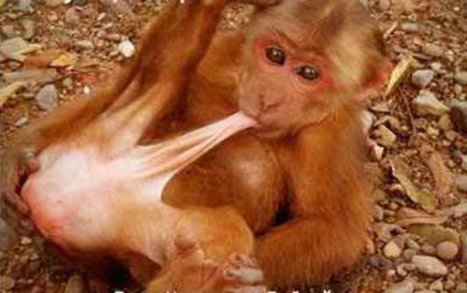 Un jeune singe découvre sa sexualité.