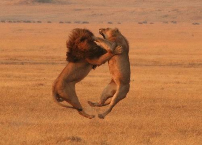 Une belle scène de combat entre deux lions.
