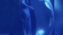 Dugong jouant la lune