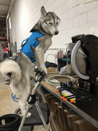 Un atelier qui a du chien