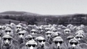 Cool Sheep