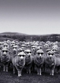 Cool Sheep