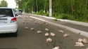 Alerte appli coyote : "faites gaffe y a les poulets sur la route"
