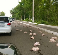 Alerte appli coyote : "faites gaffe y a les poulets sur la route"
