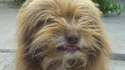 Le chien de Chewbacca