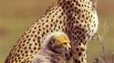 Bébé guépard