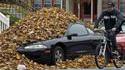 Automne spontané
