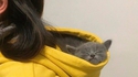 Un chat capuche