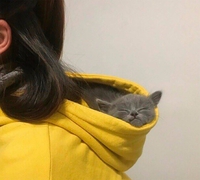 Un chat capuche