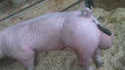 C'est cochon