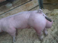 C'est cochon