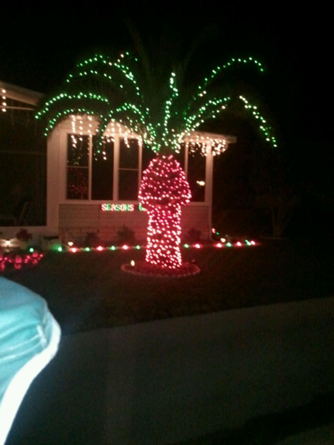 Un palmier de Noël.