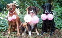 Trois chiennes à poil montrent leurs gros ballons dans les bois