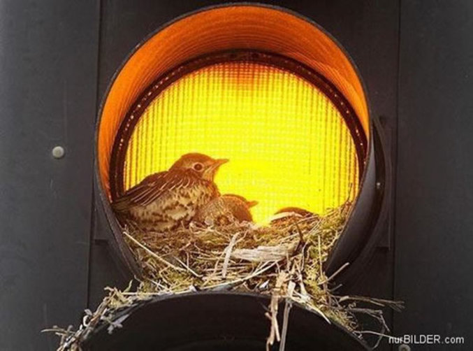 Un oiseau a trouvé un bon endroit pour faire son nid.