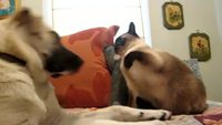 Boxing partner