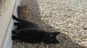 Antigravity Cat