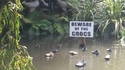 Gare aux Crocs