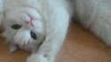 Cute cat