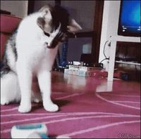 La curiosité tue le chat
