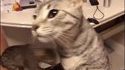Le fromage, l'ennemi mortel des chats