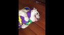 Bulldog ridicule
