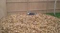 Un husky joue dans des feuilles